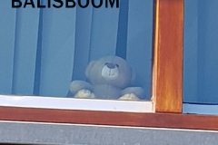 BALISBOOM-Anke-Harteloh-Scheepers