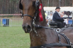 PMA_9447