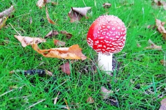 Herfstwandeling Riky door Lierop
