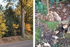 herfst-1