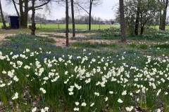 keukenhof-in-lierop02-I