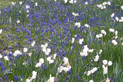 keukenhof-in-lierop03-H