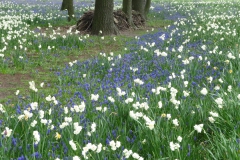 keukenhof-in-lierop04-G