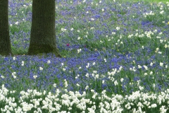 keukenhof-in-lierop05-F