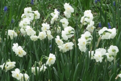 keukenhof-in-lierop07-D