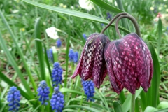 keukenhof-in-lierop10A