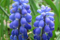 keukenhof-in-lierop8-C
