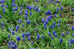 keukenhof-in-lierop9-B