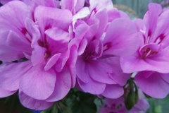 SAM_4375