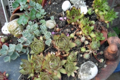 SAM_4381
