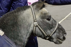 Pony Enterprise weer thuis!