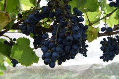 cid_B6D272E7-9ABD-4CCF-8E46-E94AFEFF3C42