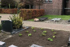 plant-klein-klaar-rechts-achter