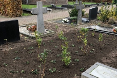 plant-liggend-klaar