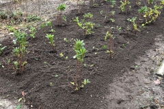 plant-midden-klaar-liggend
