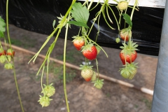 aardbeien