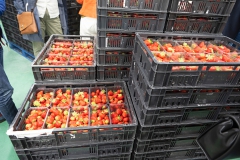 kistejes-aardbeien
