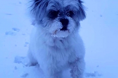 hondje-yvonne_InPixio