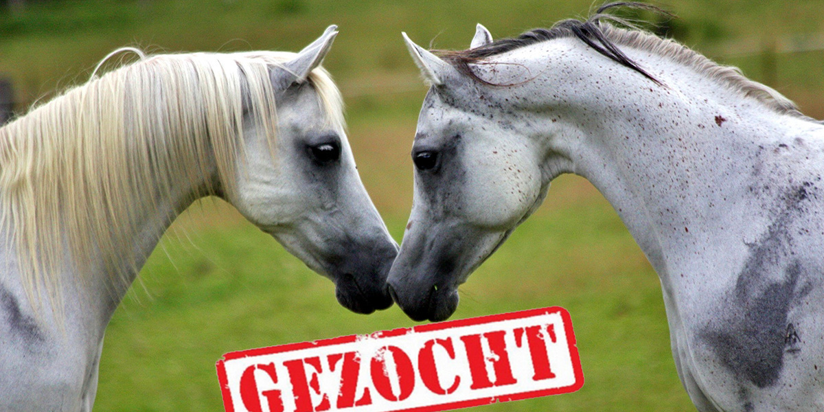 Hulp van paarden in Lierop gezocht –